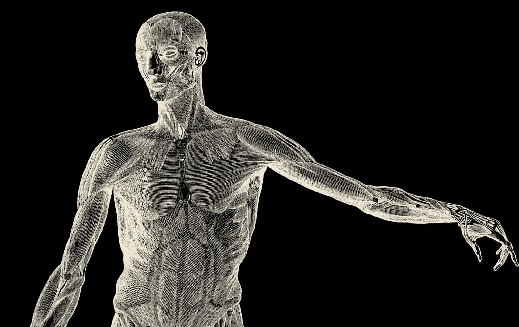 Engraving of the human body with its muscles shown, one arm held out, about 1850